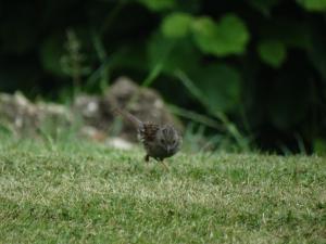 Dunnock 2